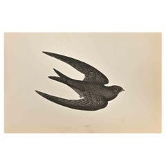 Swift - Woodcut Print by Alexander Francis Lydon  - 1870