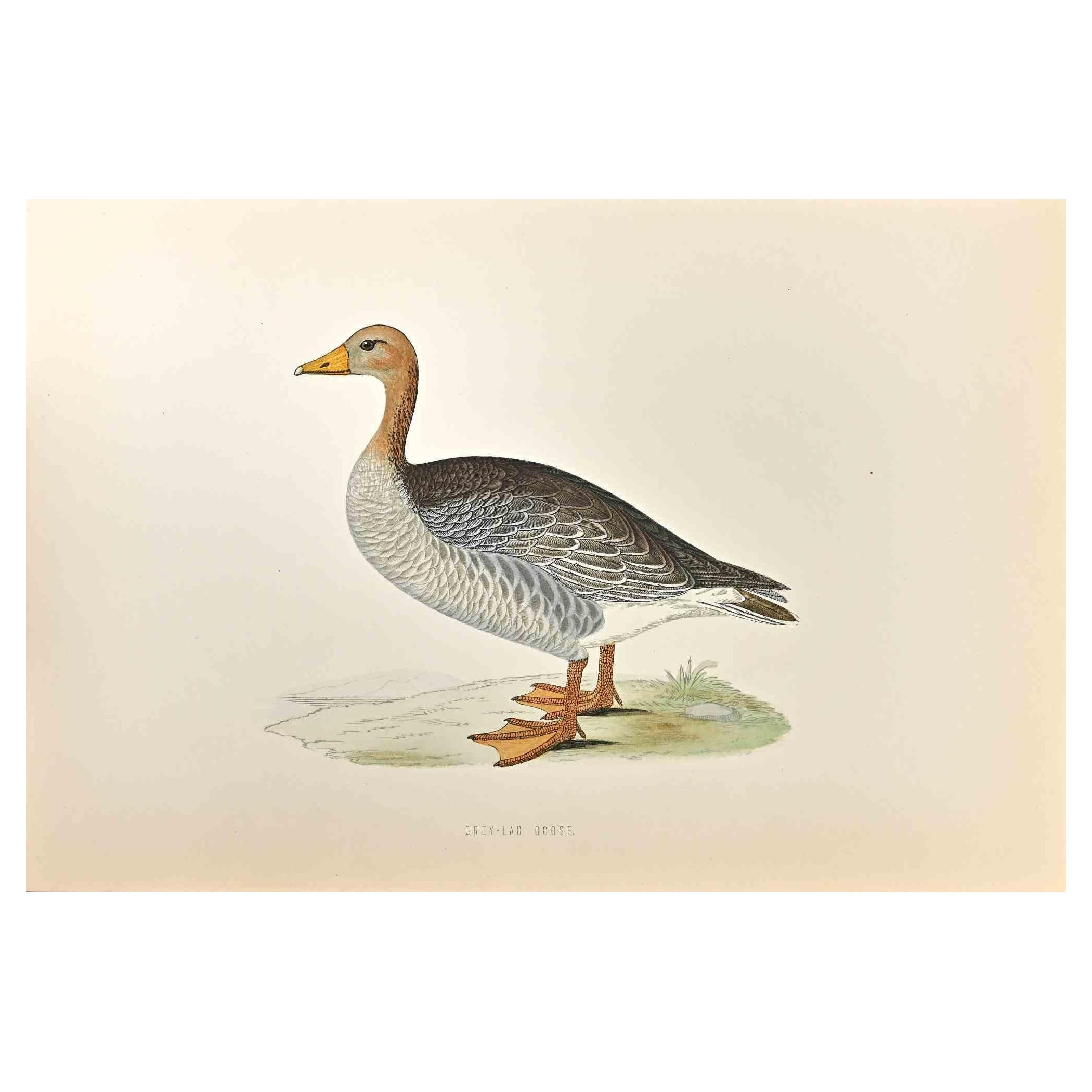 Grey-Lag Goose is a modern artwork realized in 1870 by the British artist Alexander Francis Lydon (1836-1917). 

Woodcut print on ivory-colored paper.

Hand-colored, published by London, Bell & Sons, 1870.  

The name of the bird is printed on the