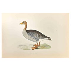 Oiseau à poils longs gris - Impression sur bois d'Alexander Francis Lydon  - 1870