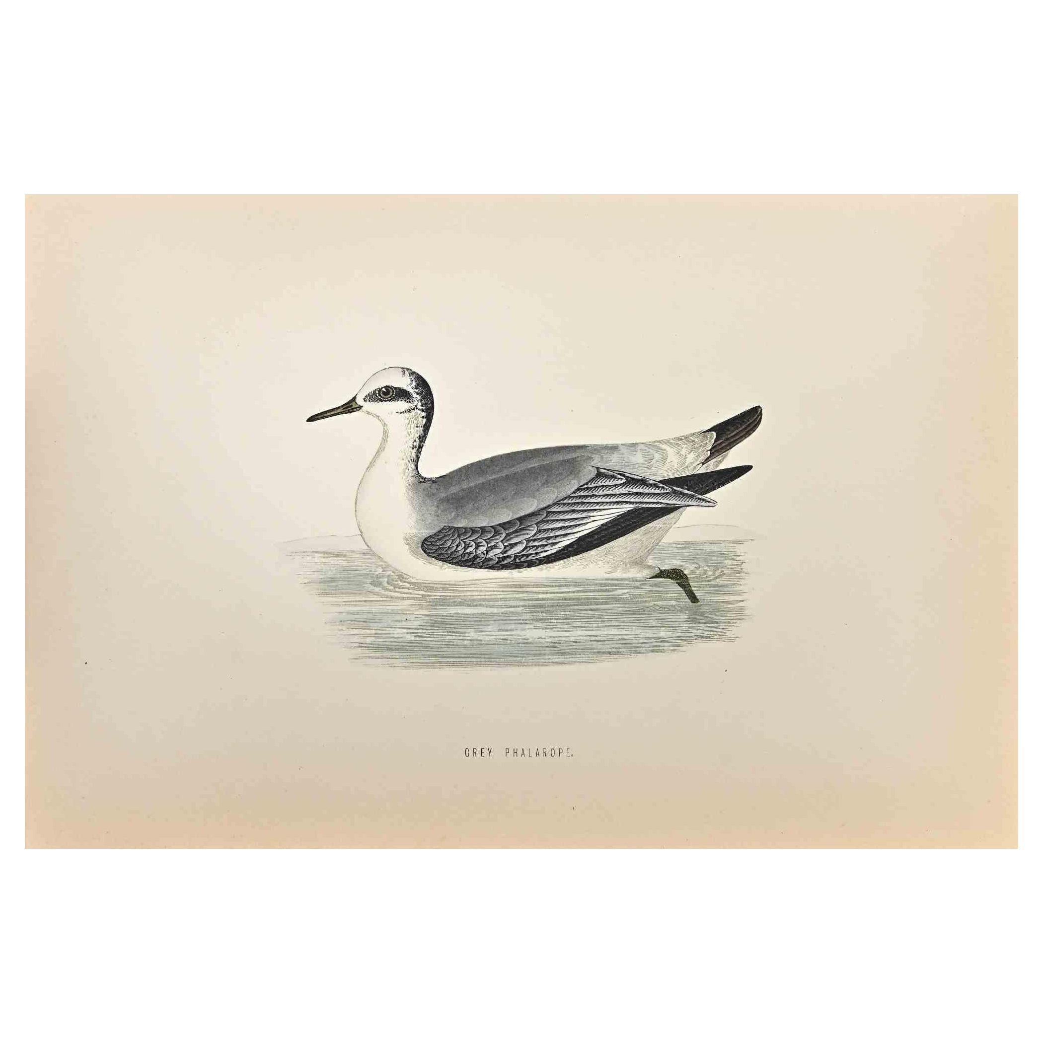 Grey Phalarope is a modern artwork realized in 1870 by the British artist Alexander Francis Lydon (1836-1917). 

Woodcut print on ivory-colored paper.

Hand-colored, published by London, Bell & Sons, 1870.  

The name of the bird is printed on the