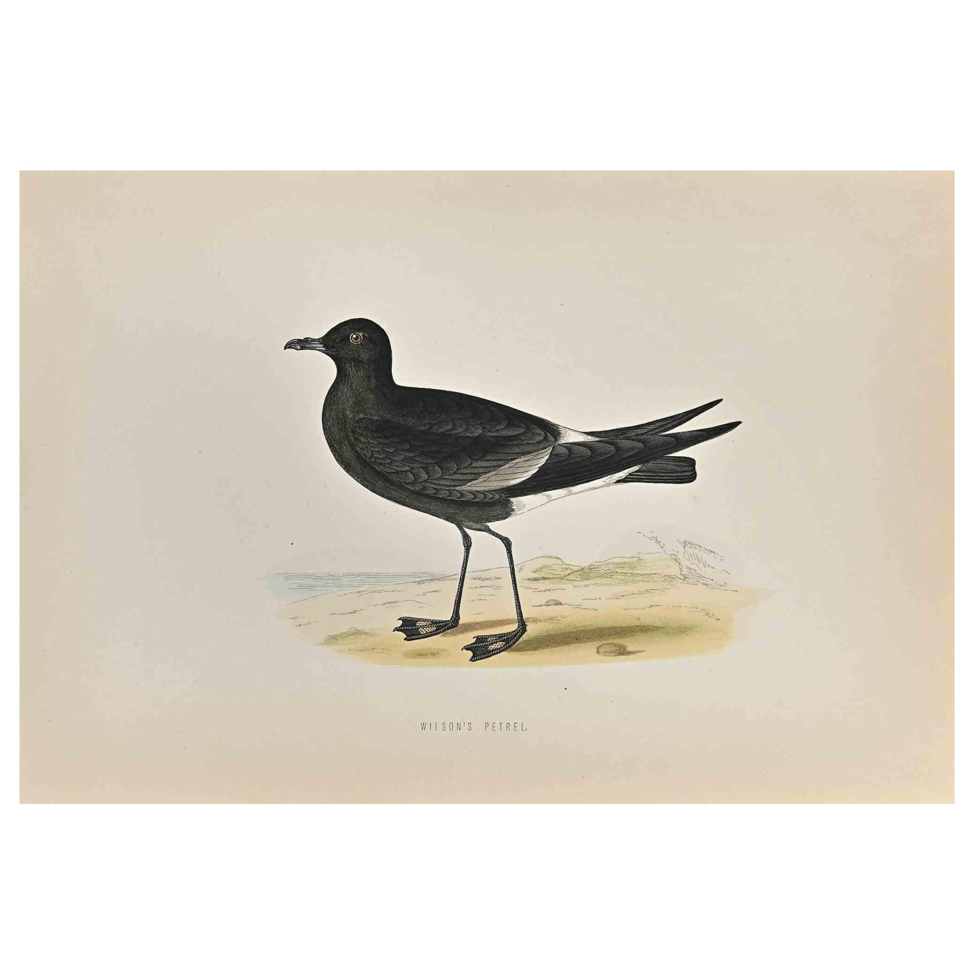 Wilson's Petrel is a modern artwork realized in 1870 by the British artist Alexander Francis Lydon (1836-1917) . 

Woodcut print, hand colored, published by London, Bell & Sons, 1870.  Name of the bird printed in plate. This work is part of a print