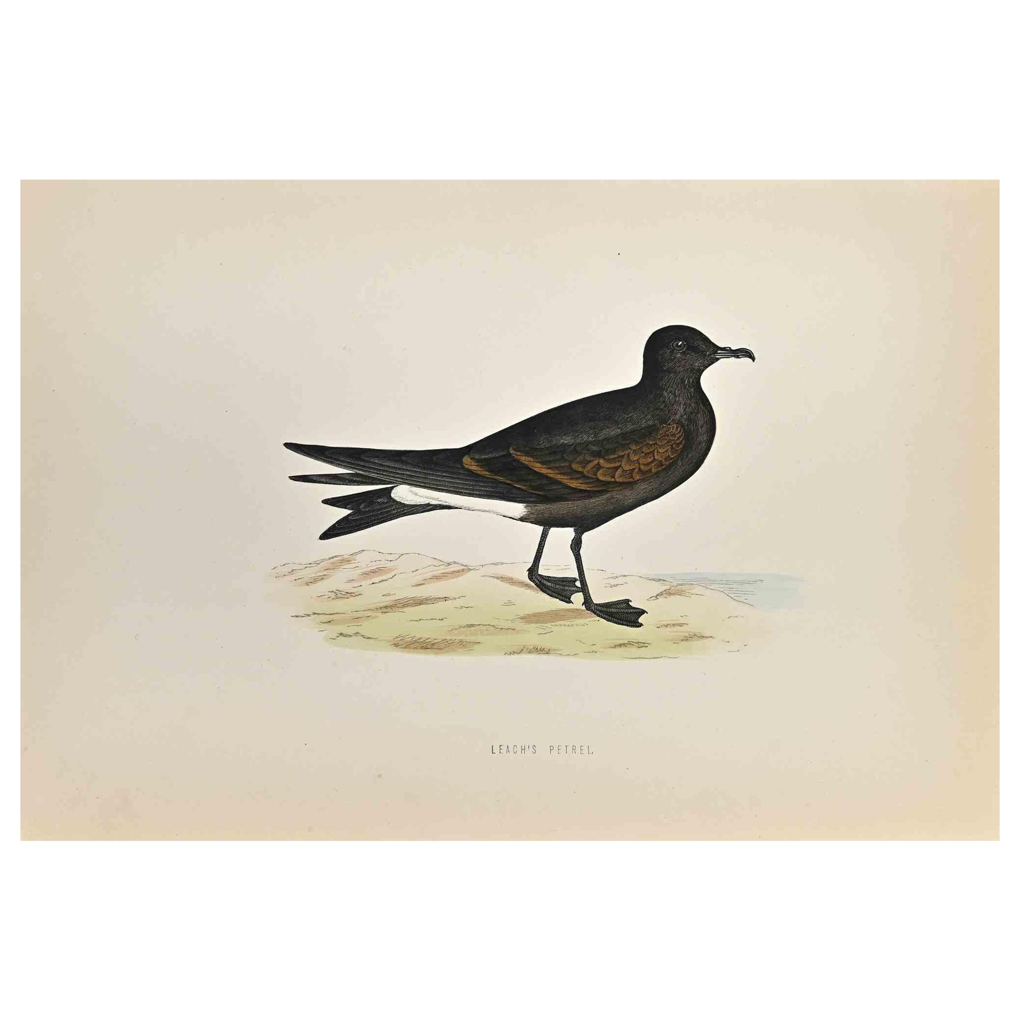 Leach's Petrel ist ein modernes Kunstwerk, das 1870 von dem britischen Künstler Alexander Francis Lydon (1836-1917) geschaffen wurde. 

Holzschnitt, handkoloriert, veröffentlicht von London, Bell & Sons, 1870.  Name des Vogels in der Platte