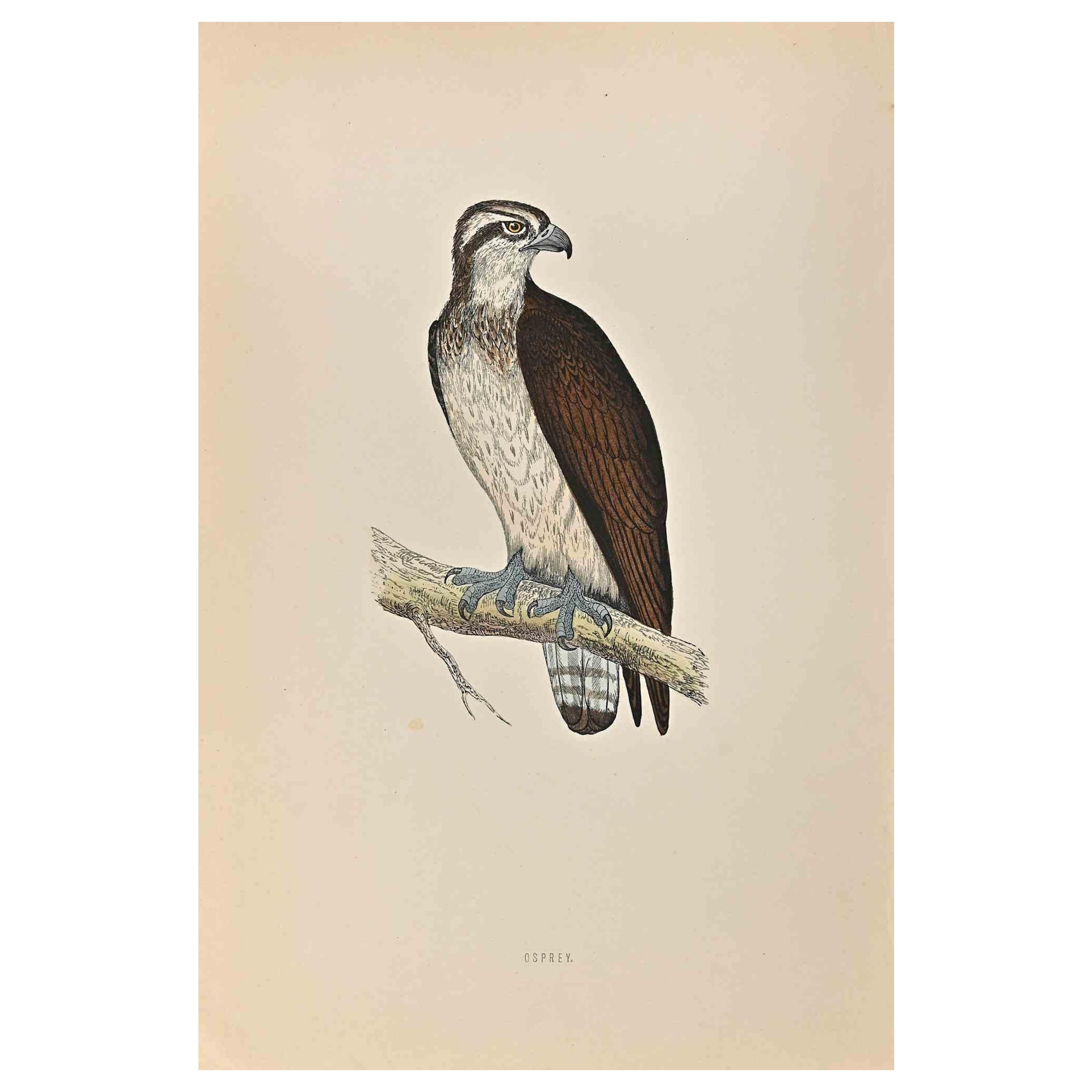 osprey print