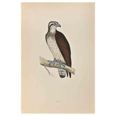Antique Osprey - Woodcut Print by Alexander Francis Lydon  - 1870