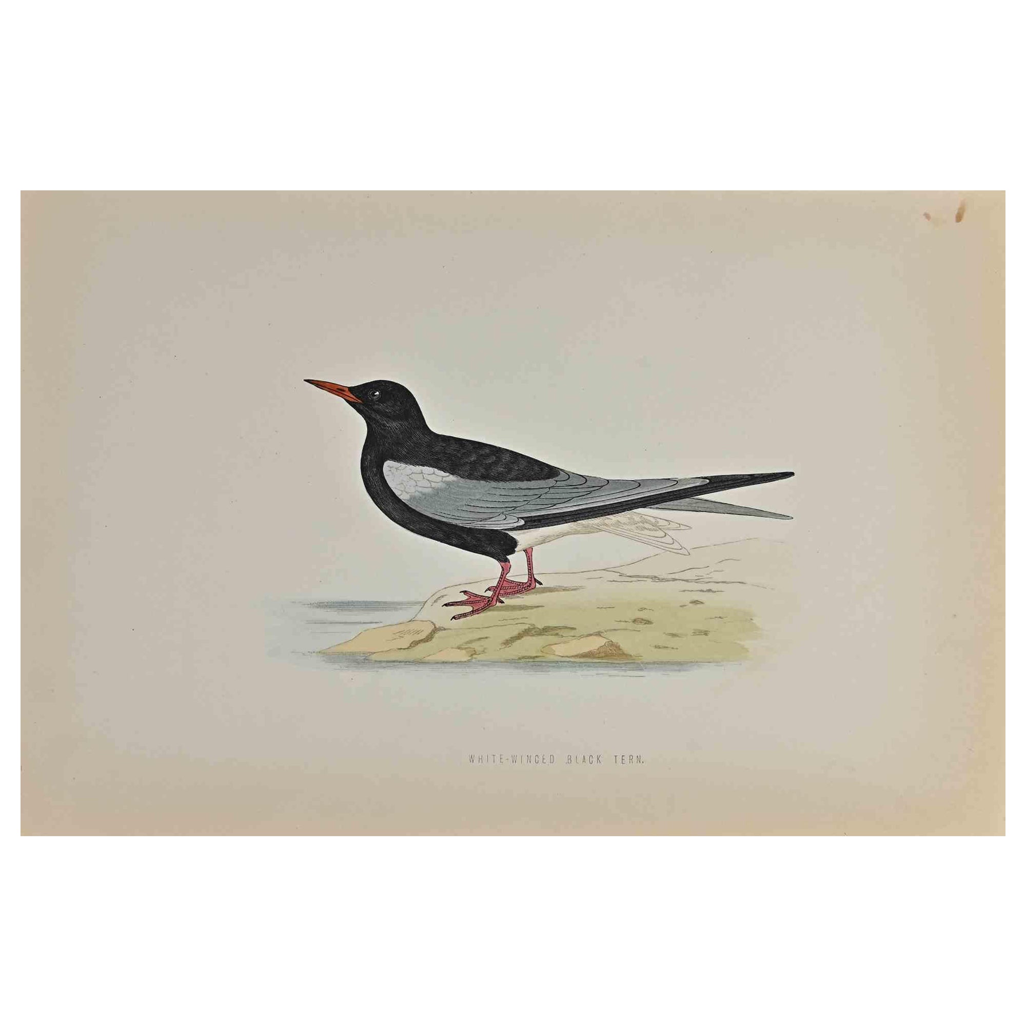 Die Weißflügelseeschwalbe ist ein modernes Kunstwerk, das 1870 von dem britischen Künstler Alexander Francis Lydon (1836-1917) geschaffen wurde. 

Holzschnitt, handkoloriert, veröffentlicht von London, Bell & Sons, 1870.  Name des Vogels in der