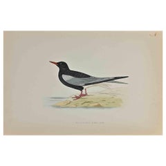 Antique White-Winged Black Tern - Woodcut Print by Alexander Francis Lydon  - 1870