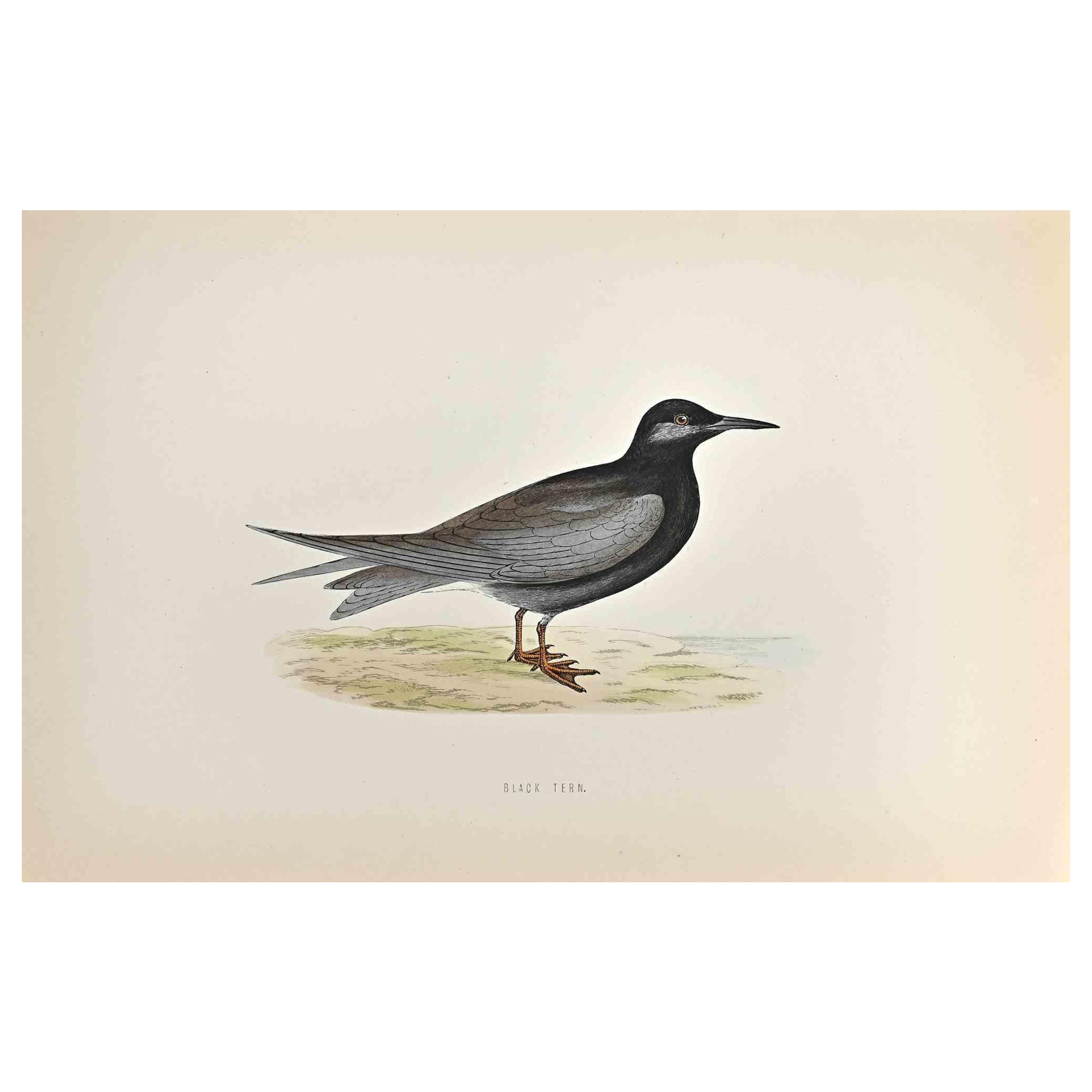 Black Tern is a modern artwork realized in 1870 by the British artist Alexander Francis Lydon (1836-1917) . 

Woodcut print, hand colored, published by London, Bell & Sons, 1870.  Name of the bird printed in plate. This work is part of a print suite