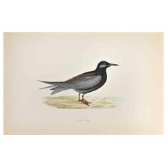 Schwarzer Tern-Holzdruck von Alexander Francis Lydon  - 1870