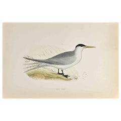 Swift Tern - Woodcut Print by Alexander Francis Lydon  - 1870