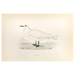 Antique Ivory Gull - Woodcut Print by Alexander Francis Lydon  - 1870