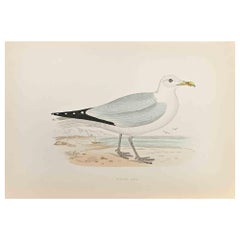 Herring Gull - Woodcut Print by Alexander Francis Lydon  - 1870