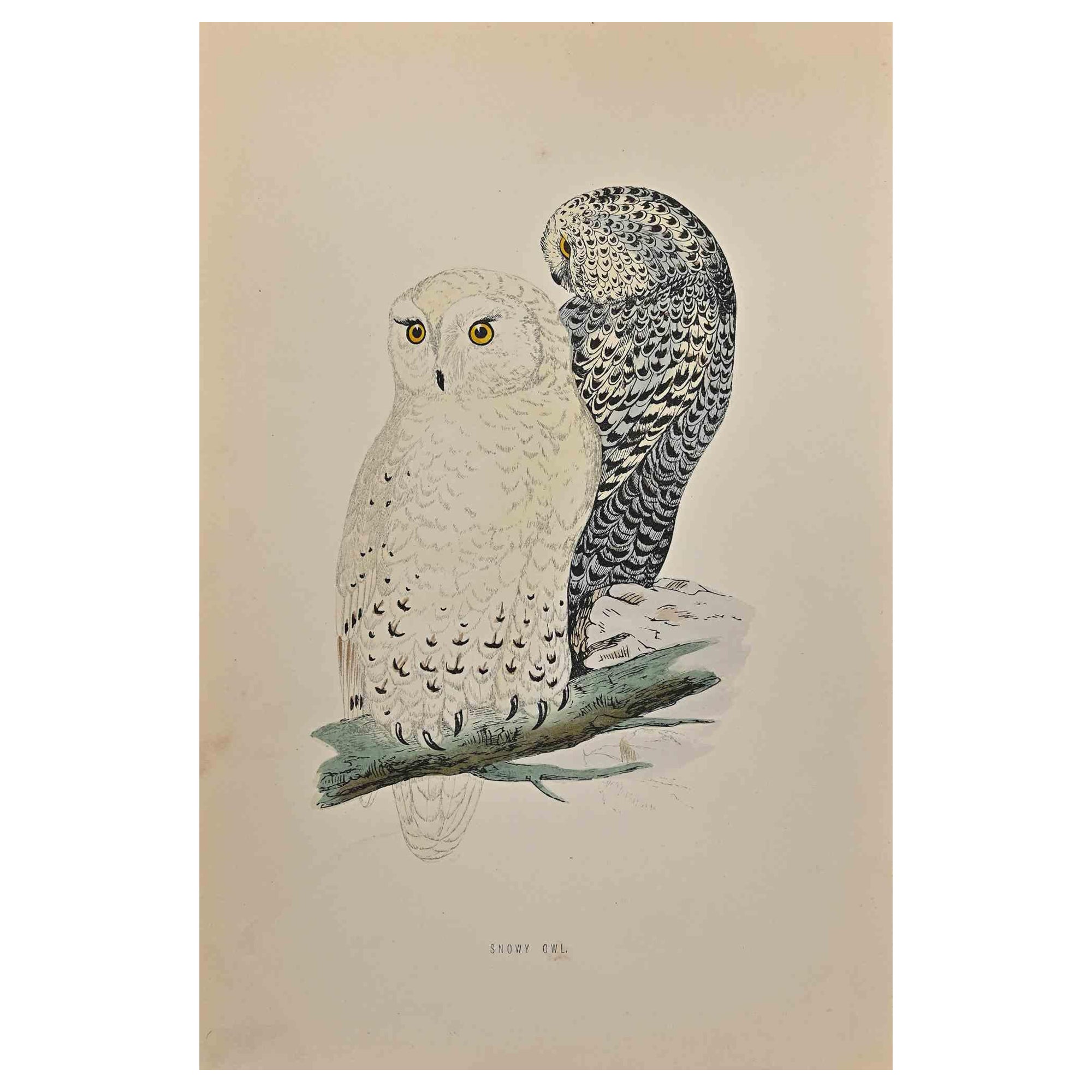  Snowy Owl a modern artwork realized in 1870 by the British artist Alexander Francis Lydon (1836-1917) . 

Woodcut print, hand colored, published by London, Bell & Sons, 1870.  Name of the bird printed in plate. This work is part of a print suite