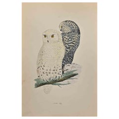 Antique Snowy Owl - Woodcut Print by Alexander Francis Lydon  - 1870