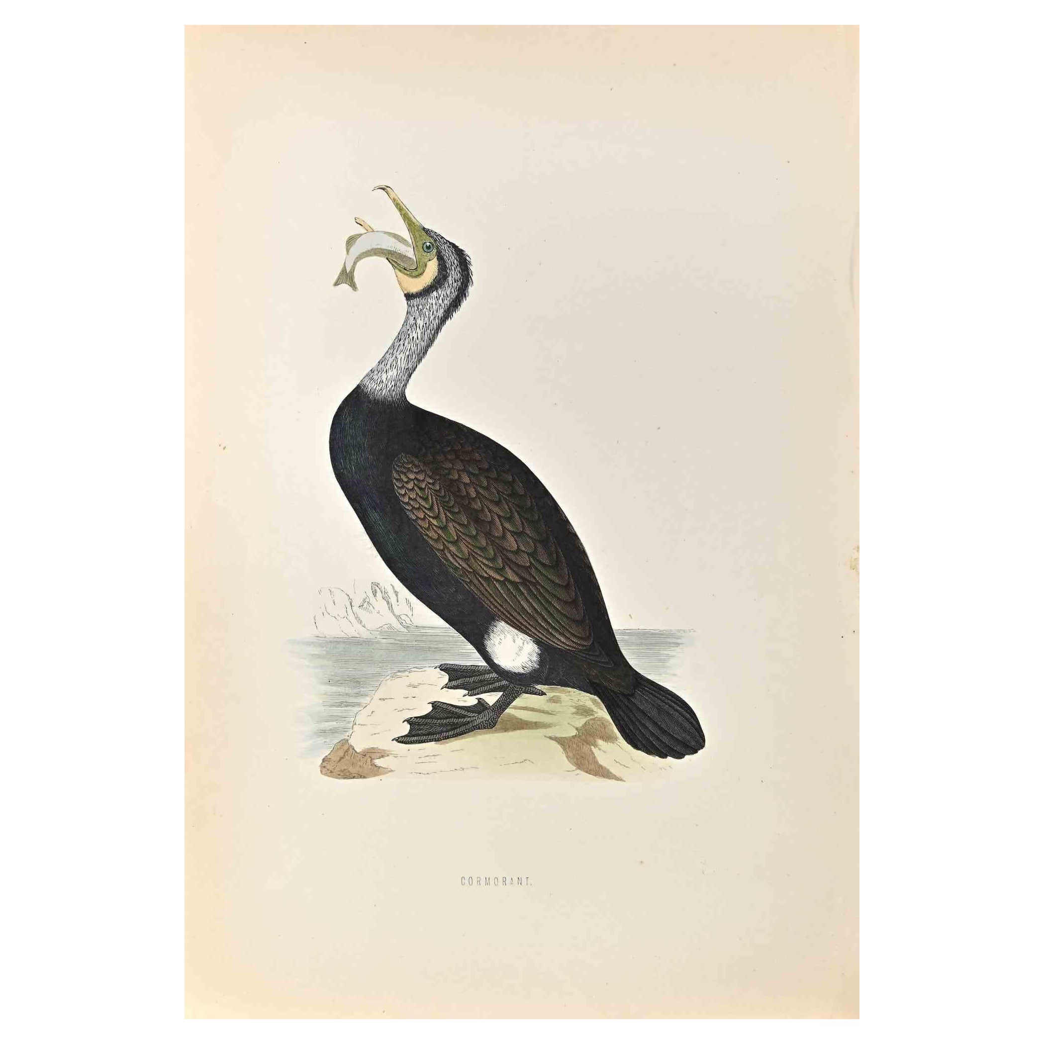 Cormorant is a modern artwork realized in 1870 by the British artist Alexander Francis Lydon (1836-1917) . 

Woodcut print, hand colored, published by London, Bell & Sons, 1870.  Name of the bird printed in plate. This work is part of a print suite