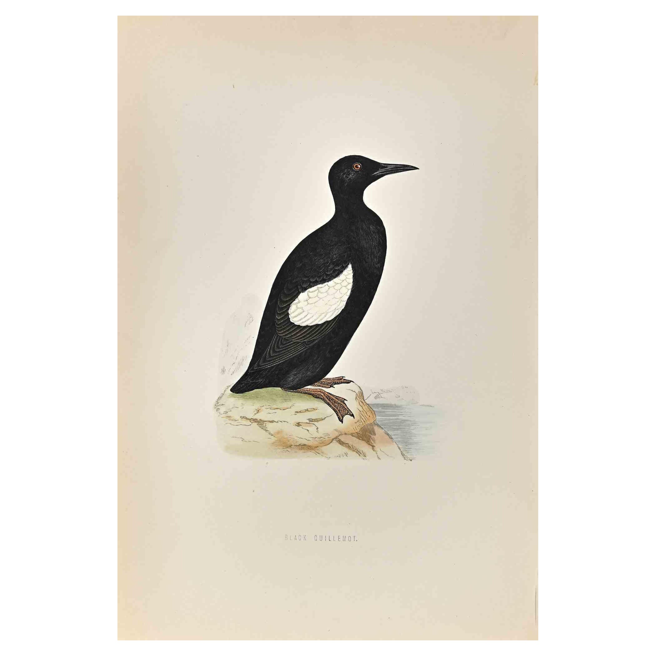 Black Giullemot ist ein modernes Kunstwerk, das 1870 von dem britischen Künstler Alexander Francis Lydon (1836-1917) geschaffen wurde. 

Holzschnitt, handkoloriert, veröffentlicht von London, Bell & Sons, 1870.  Name des Vogels in der Platte