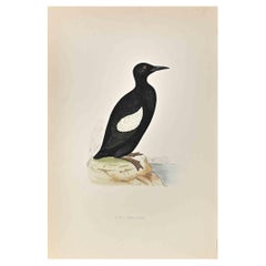 Giullemot noir - Impression sur bois d'Alexander Francis Lydon  - 1870