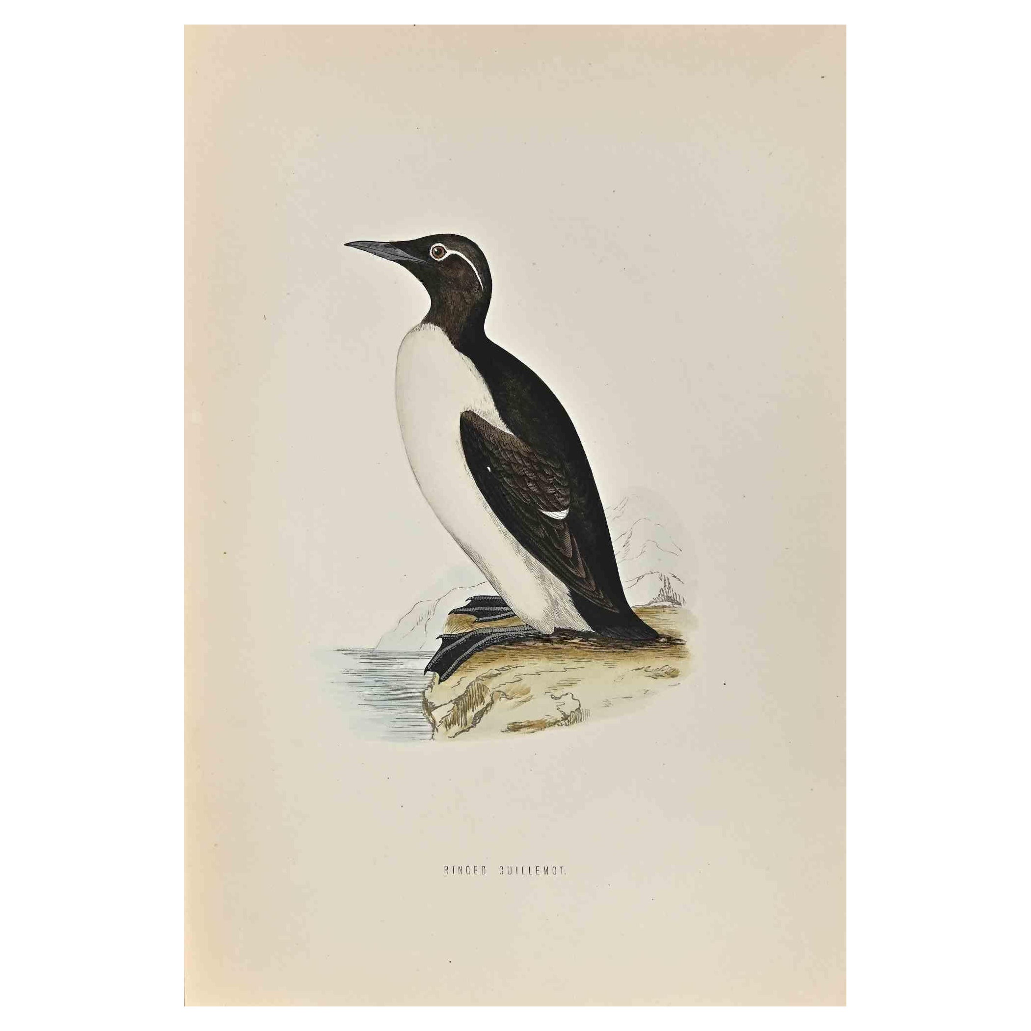 Ringed Guillemot ist ein modernes Kunstwerk, das 1870 von dem britischen Künstler Alexander Francis Lydon (1836-1917) geschaffen wurde. 

Holzschnitt, handkoloriert, veröffentlicht von London, Bell & Sons, 1870.  Name des Vogels in der Platte