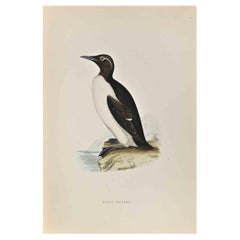 Guillemot orné d'un anneau - gravure sur bois d'Alexander Francis Lydon  - 1870