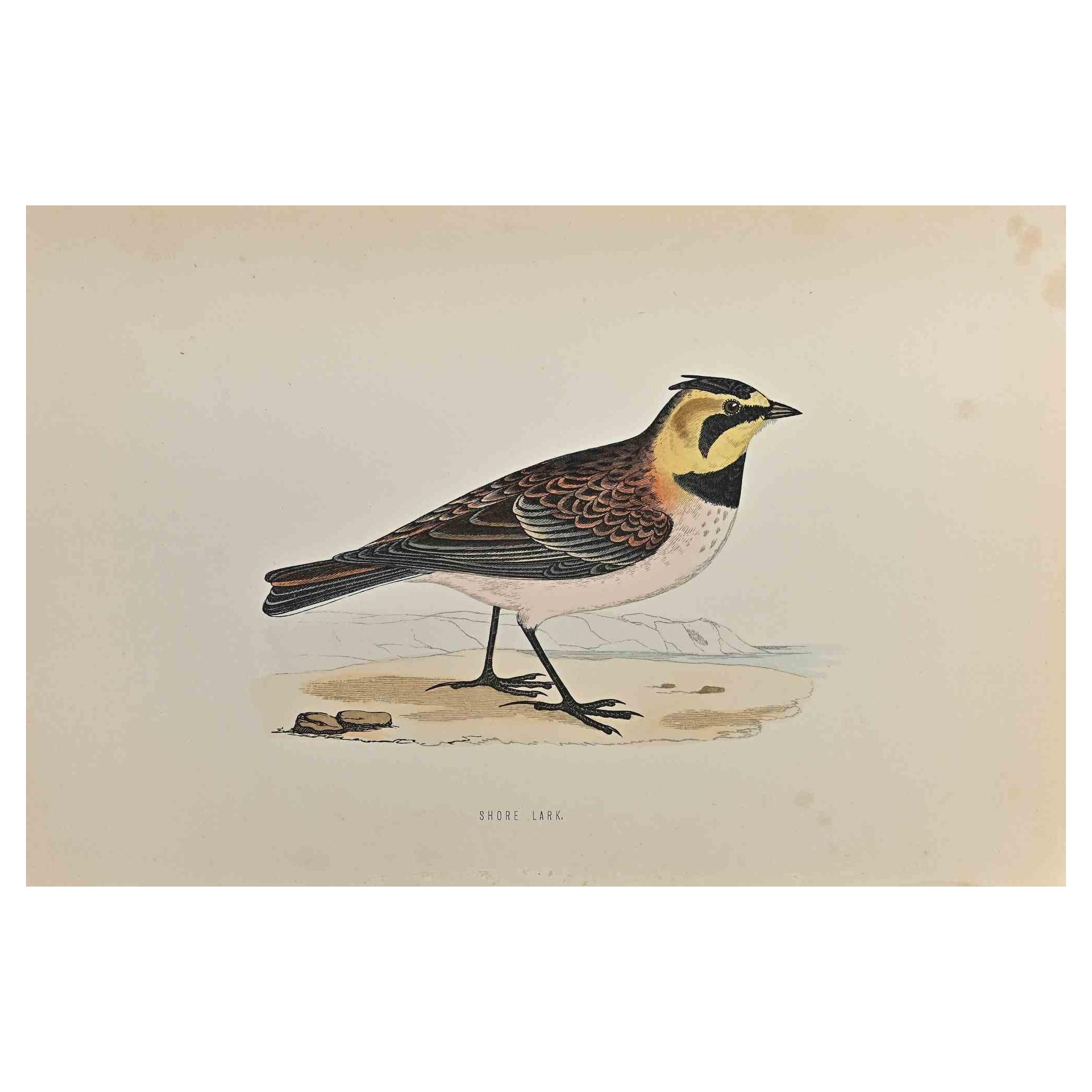 Shore Lark ist ein modernes Kunstwerk, das 1870 von dem britischen Künstler Alexander Francis Lydon (1836-1917) geschaffen wurde. 

Holzschnitt, handkoloriert, veröffentlicht von London, Bell & Sons, 1870.  Name des Vogels in der Platte gedruckt.