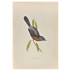 Dartford Warbler – Holzschnitt von Alexander Francis Lydon  - 1870