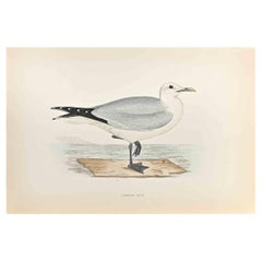 Common Gull – Holzschnitt von Alexander Francis Lydon  - 1870