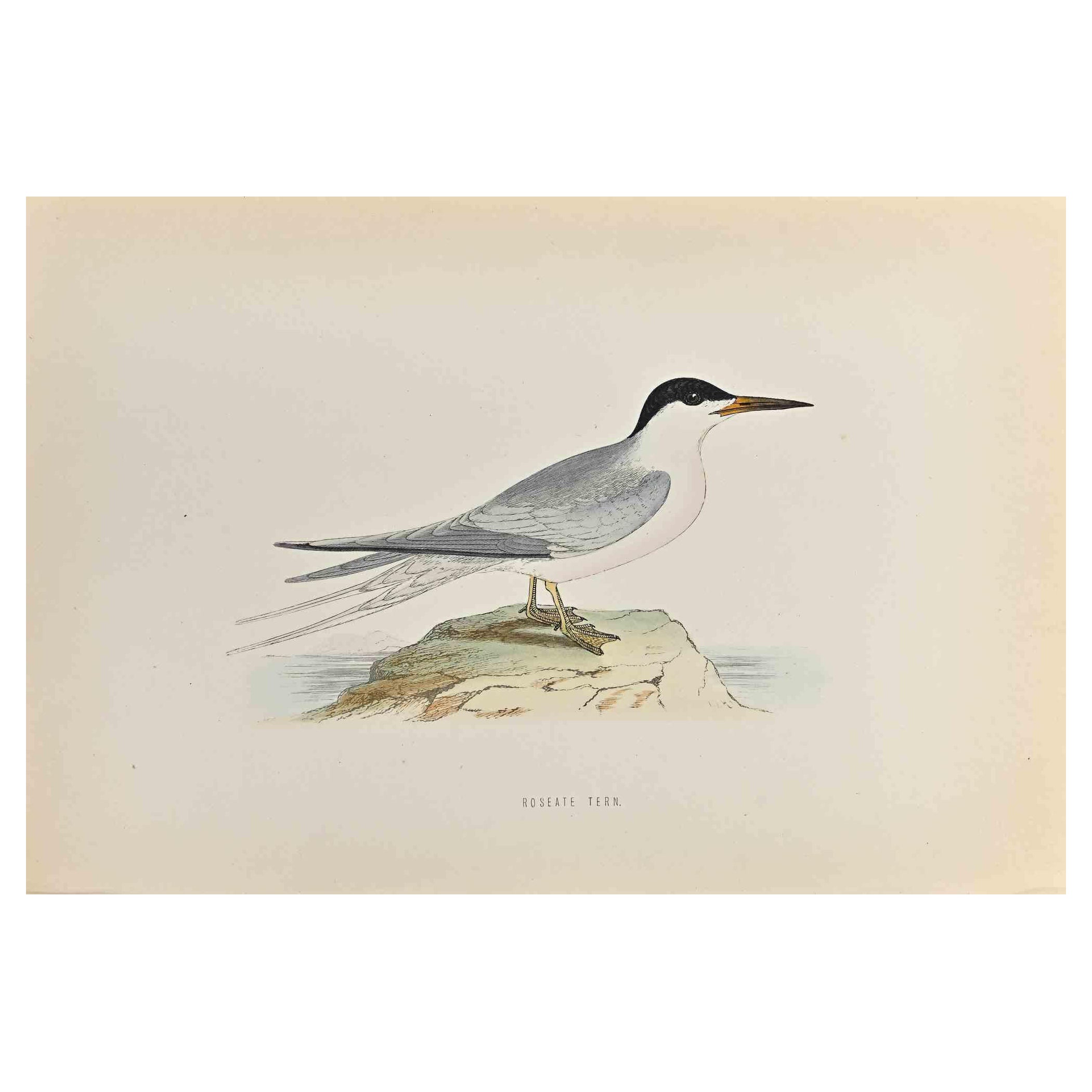 Roseate Tern is a modern artwork realized in 1870 by the British artist Alexander Francis Lydon (1836-1917) . 

Woodcut print, hand colored, published by London, Bell & Sons, 1870.  Name of the bird printed in plate. This work is part of a print