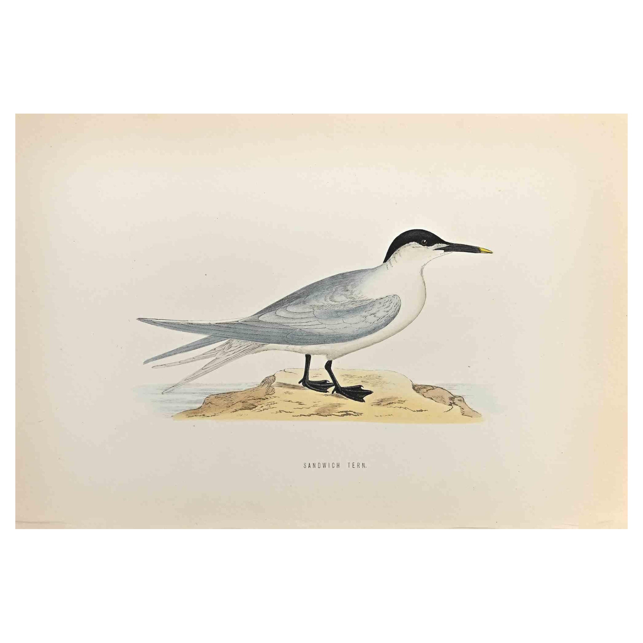 Sandwich Tern is a modern artwork realized in 1870 by the British artist Alexander Francis Lydon (1836-1917) . 

Woodcut print, hand colored, published by London, Bell & Sons, 1870.  Name of the bird printed in plate. This work is part of a print