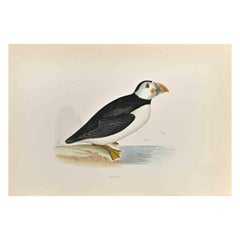Puffin - Woodcut Print by Alexander Francis Lydon - 1870