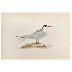 Arctic Tern - Holzschnitt von Alexander Francis Lydon  - 1870