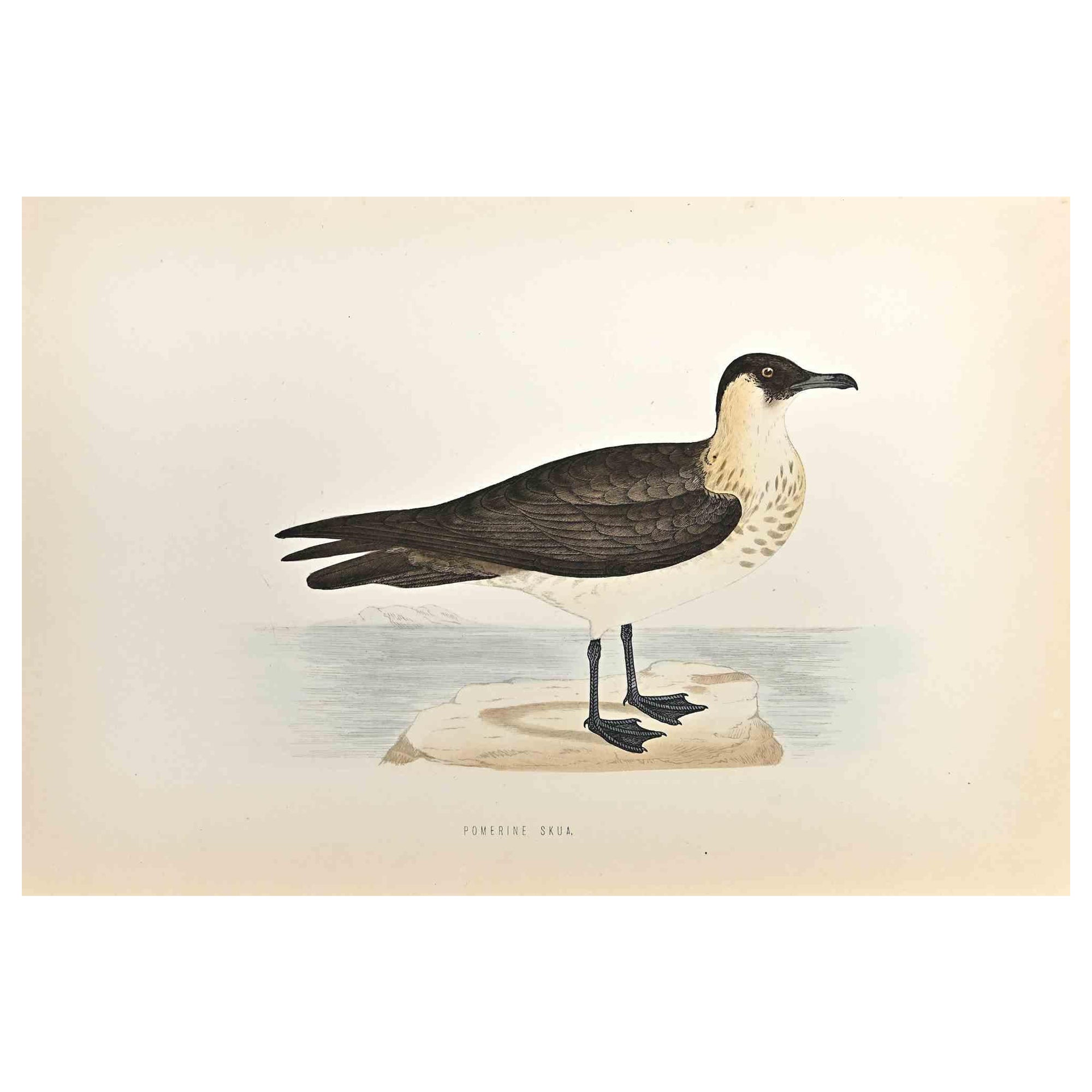 Pomerine Skua is  a modern artwork realized in 1870 by the British artist Alexander Francis Lydon (1836-1917) . 

Woodcut print, hand colored, published by London, Bell & Sons, 1870.  Name of the bird printed in plate. This work is part of a print
