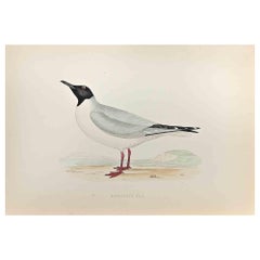 Buonaparte's Gull - Impression sur bois d'Alexander Francis Lydon  - 1870