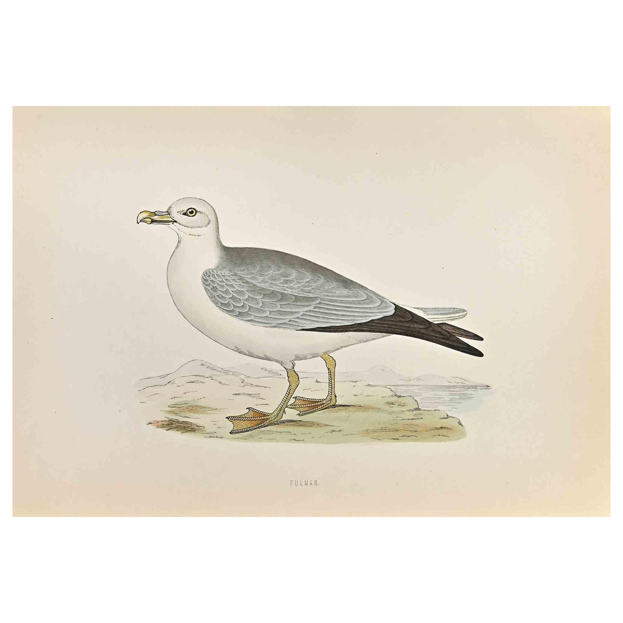 Fulmar is a modern artwork realized in 1870 by the British artist Alexander Francis Lydon (1836-1917) . 

Woodcut print, hand colored, published by London, Bell & Sons, 1870.  Name of the bird printed in plate. This work is part of a print suite