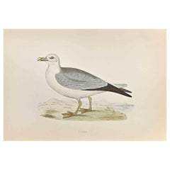 Fulmar - Impression sur bois d'Alexander Francis Lydon  - 1870