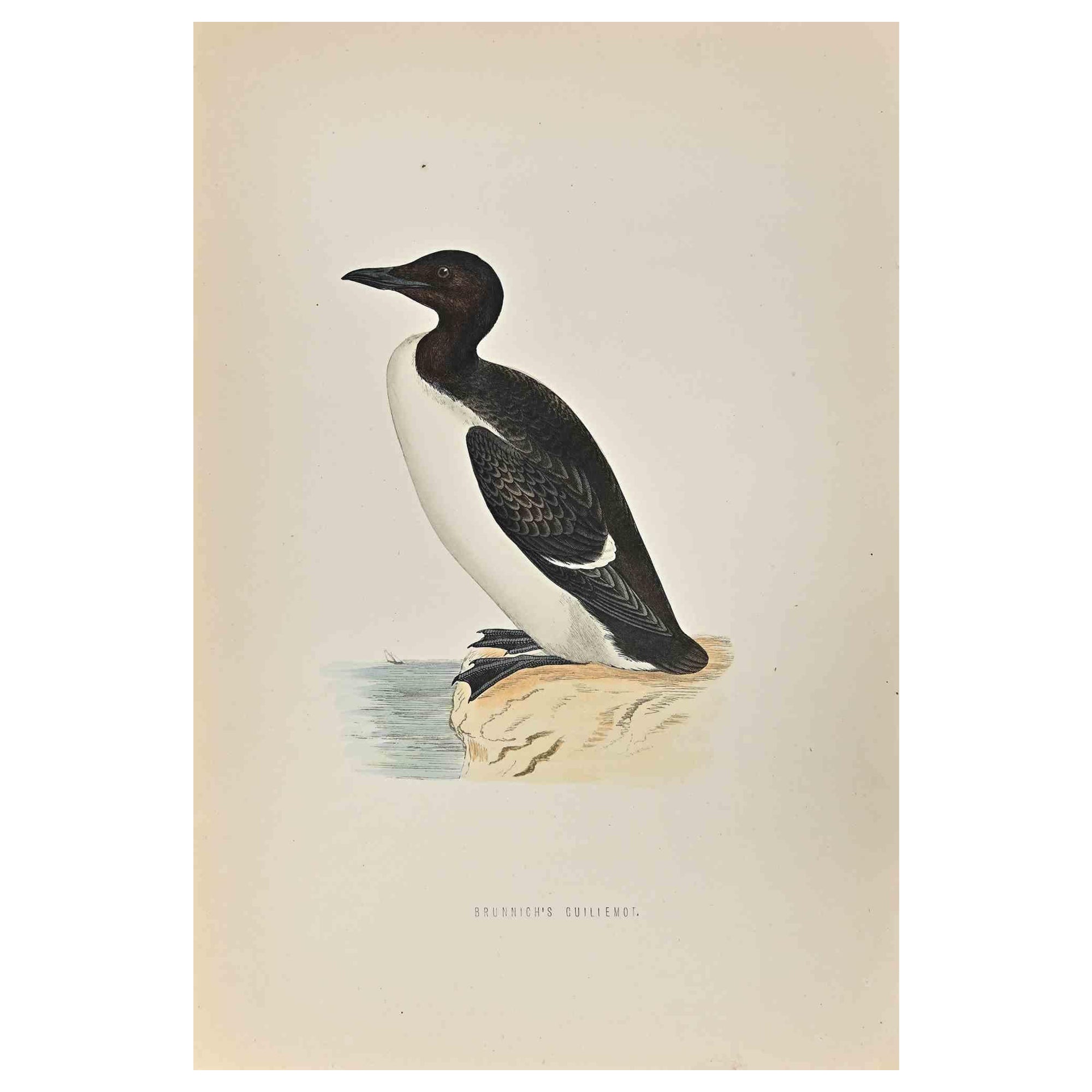 Brunnich's Guillemot is a modern artwork realized in 1870 by the British artist Alexander Francis Lydon (1836-1917) . 

Woodcut print, hand colored, published by London, Bell & Sons, 1870.  Name of the bird printed in plate. This work is part of a