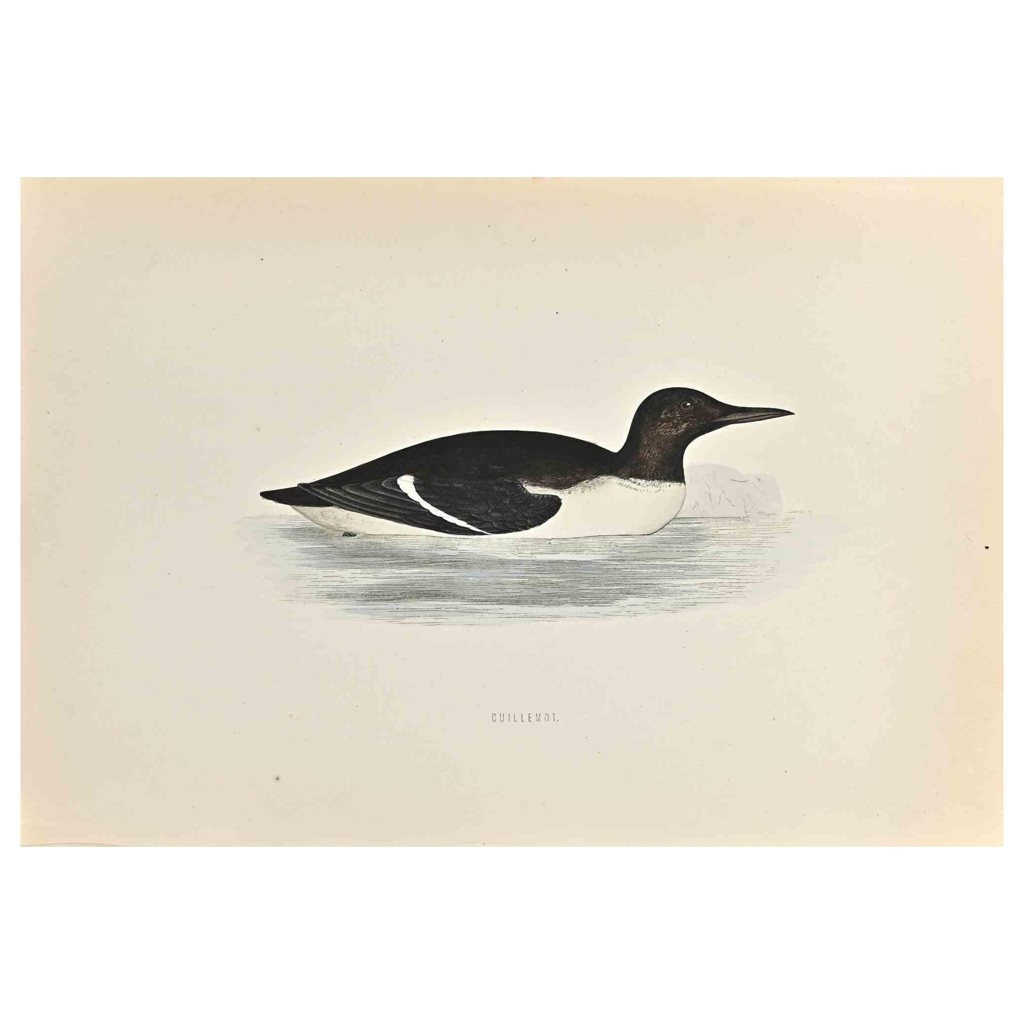 Guillemot is a modern artwork realized in 1870 by the British artist Alexander Francis Lydon (1836-1917) . 

Woodcut print, hand colored, published by London, Bell & Sons, 1870.  Name of the bird printed in plate. This work is part of a print suite
