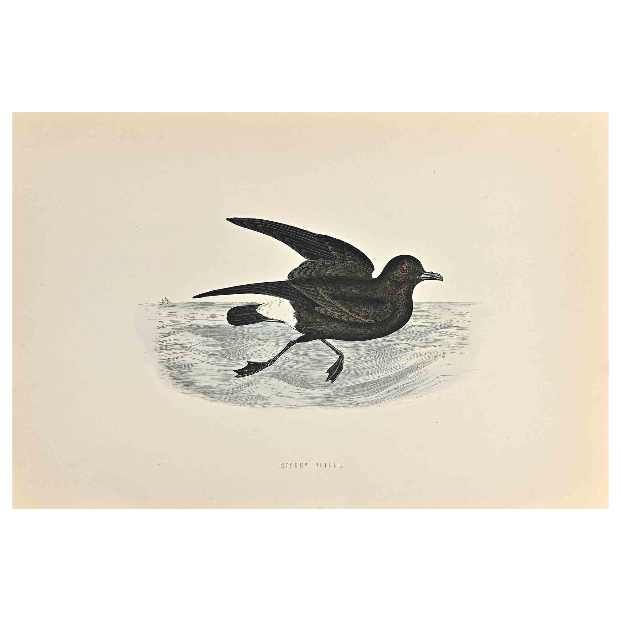Stormy Petrel ist ein modernes Kunstwerk, das 1870 von dem britischen Künstler Alexander Francis Lydon (1836-1917) geschaffen wurde. 

Holzschnitt, handkoloriert, veröffentlicht von London, Bell & Sons, 1870.  Name des Vogels in der Platte gedruckt.