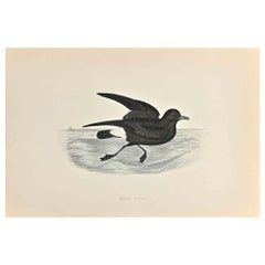 Stormy Petrel – Holzschnittdruck von Alexander Francis Lydon  - 1870