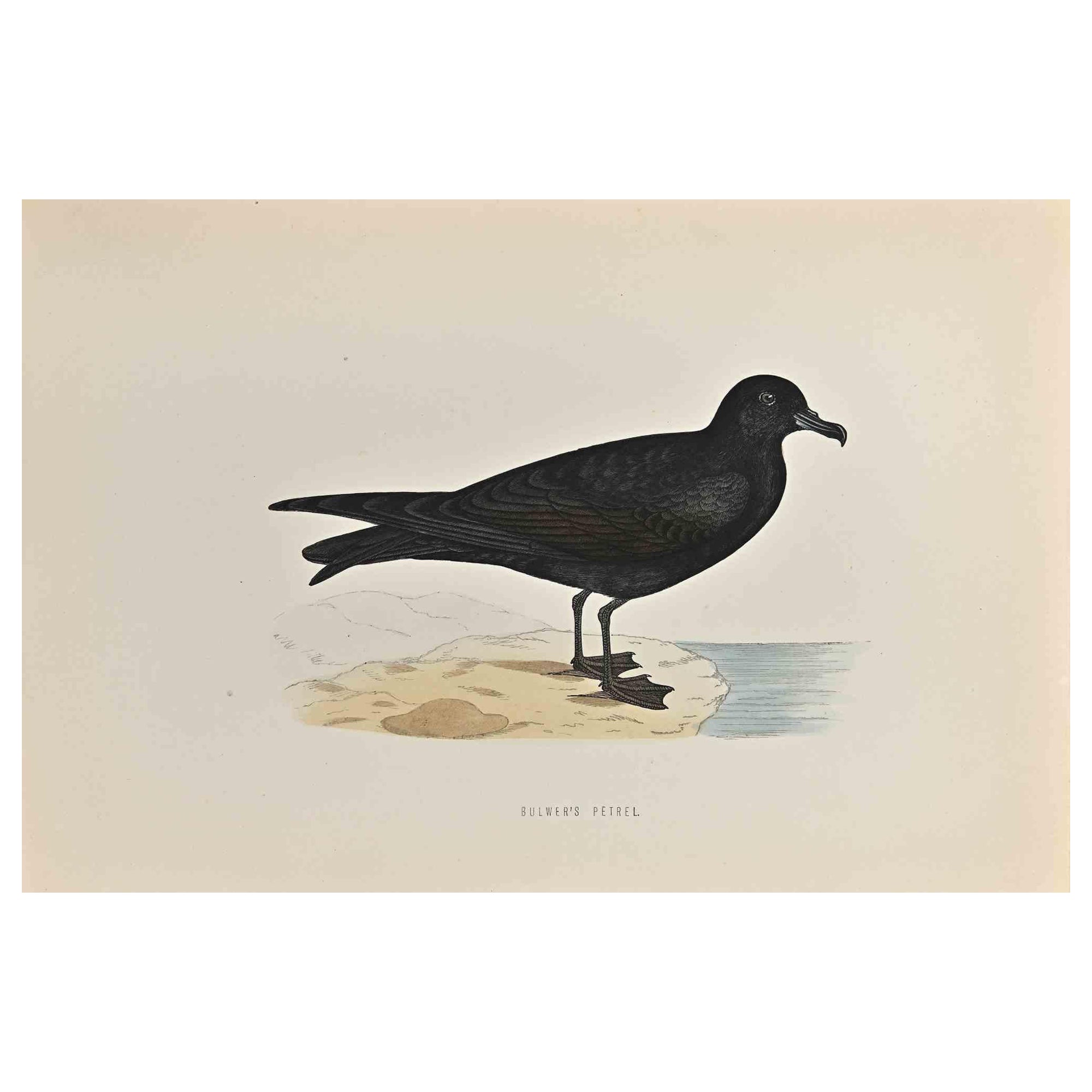 Il Petrello di Bulwer è un'opera d'arte moderna realizzata nel 1870 dall'artista britannico Alexander Francis Lydon (1836-1917). 

Stampa xilografica, colorata a mano, pubblicata da London, Bell & Sons, 1870.  Nome dell'uccello stampato sulla