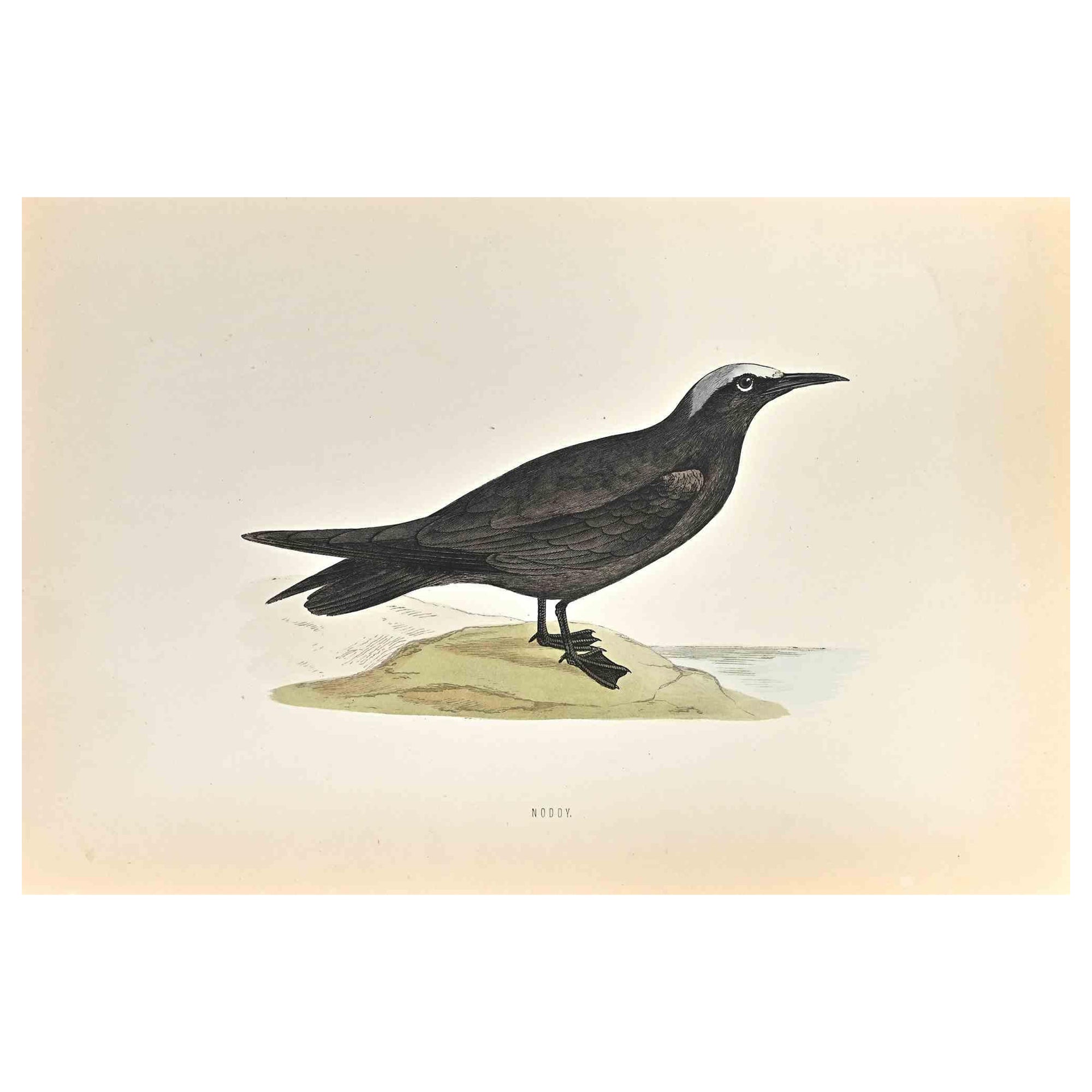 Noddy is a modern artwork realized in 1870 by the British artist Alexander Francis Lydon (1836-1917) . 

Woodcut print, hand colored, published by London, Bell & Sons, 1870.  Name of the bird printed in plate. This work is part of a print suite