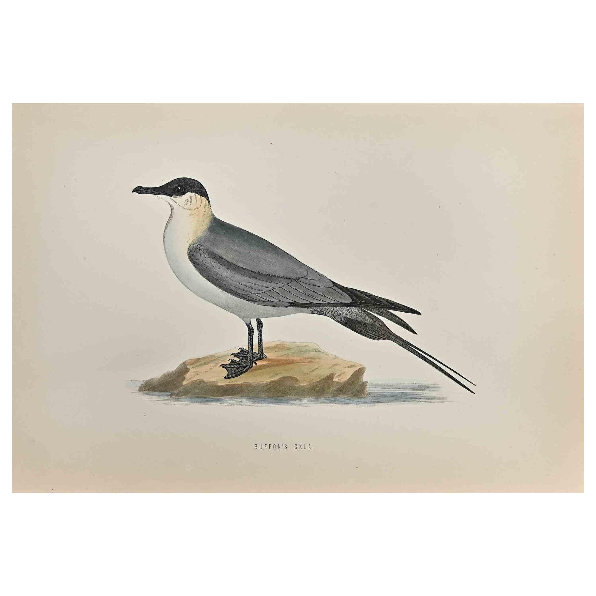 Buffon's Skua is a modern artwork realized in 1870 by the British artist Alexander Francis Lydon (1836-1917) . 

Woodcut print, hand colored, published by London, Bell & Sons, 1870.  Name of the bird printed in plate. This work is part of a print