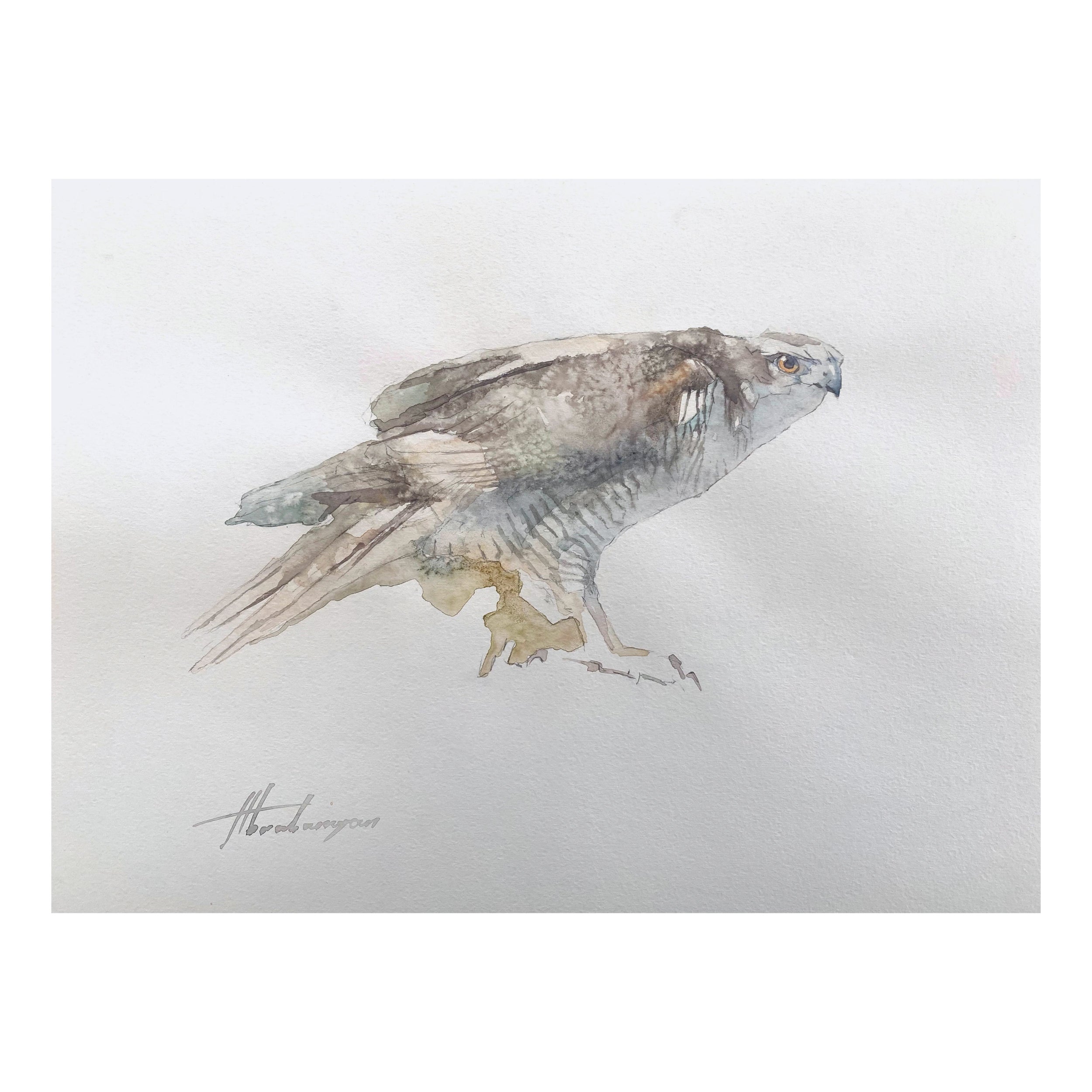 Artyom Abrahamyan Animal Art - Sparrow-hawk, Bird, Watercolor Handmade Painting