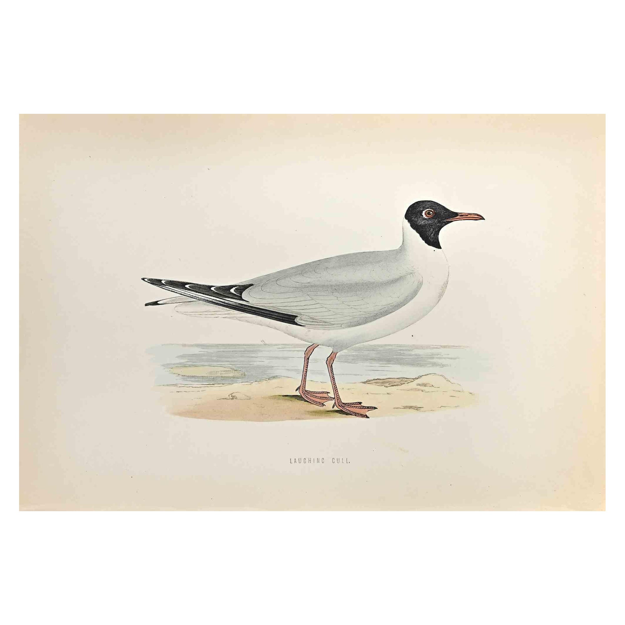 Laughing Gull is  a modern artwork realized in 1870 by the British artist Alexander Francis Lydon (1836-1917) . 

Woodcut print, hand colored, published by London, Bell & Sons, 1870.  Name of the bird printed in plate. This work is part of a print