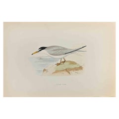 Lesser Tern - Impression sur bois d'Alexander Francis Lydon  - 1870