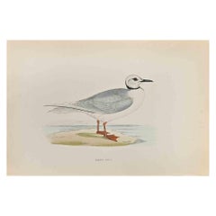 Ross' Gull – Holzschnittdruck von Alexander Francis Lydon  - 1870