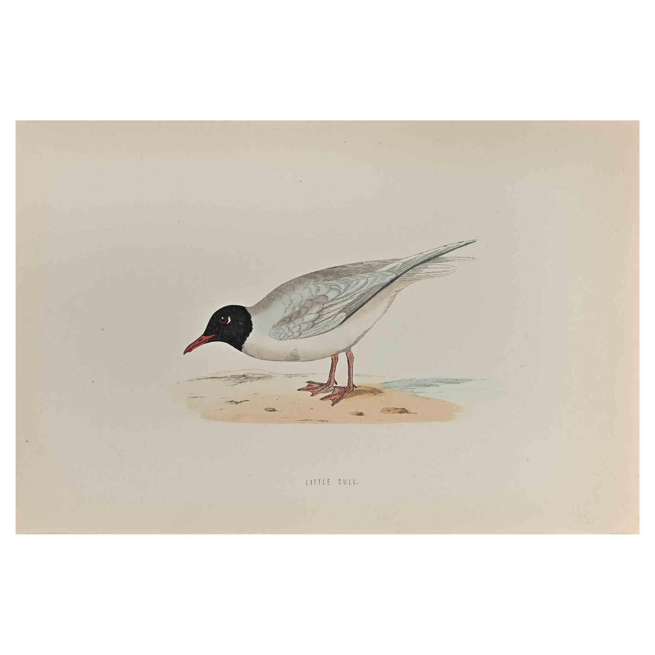 Little Gull is  a modern artwork realized in 1870 by the British artist Alexander Francis Lydon (1836-1917) . 

Woodcut print, hand colored, published by London, Bell & Sons, 1870.  Name of the bird printed in plate. This work is part of a print