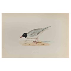 Little Gull - Woodcut Print by Alexander Francis Lydon  - 1870
