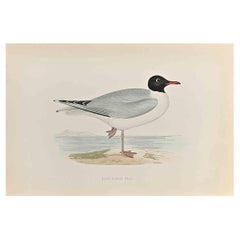 Black- Headed Gull - Woodcut Print by Alexander Francis Lydon  - 1870