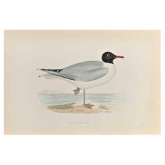 Schwarzer Gull mit schwarzem Kopf – Holzschnittdruck von Alexander Francis Lydon  - 1870