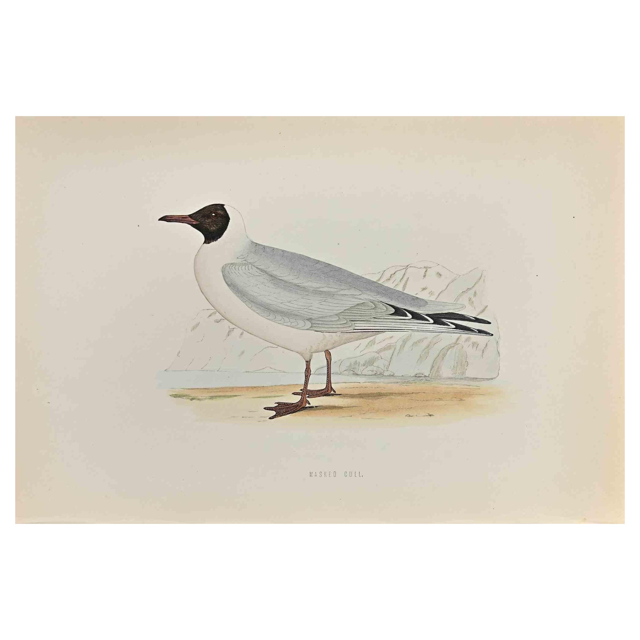 Masked Gull is  a modern artwork realized in 1870 by the British artist Alexander Francis Lydon (1836-1917) . 

Woodcut print, hand colored, published by London, Bell & Sons, 1870.  Name of the bird printed in plate. This work is part of a print