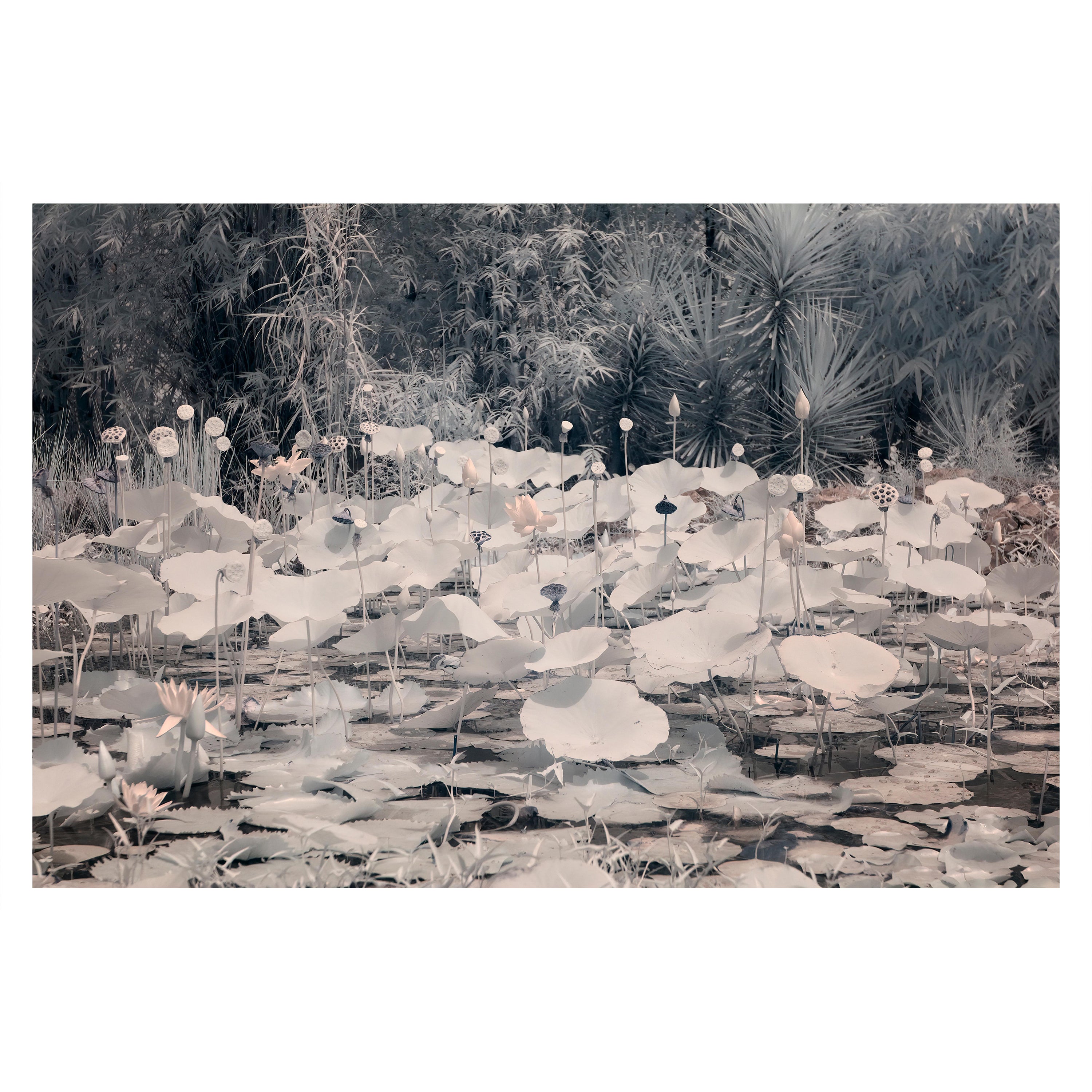 Aditya Dicky Singh Landscape Photograph – Landschaft Großes Foto Natur Lotus Teich Wildtiere Indien Dämmerung Rosa Weiß